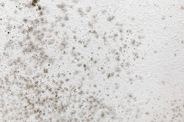 Best Mold Damage Restoration  in Buena, NJ
