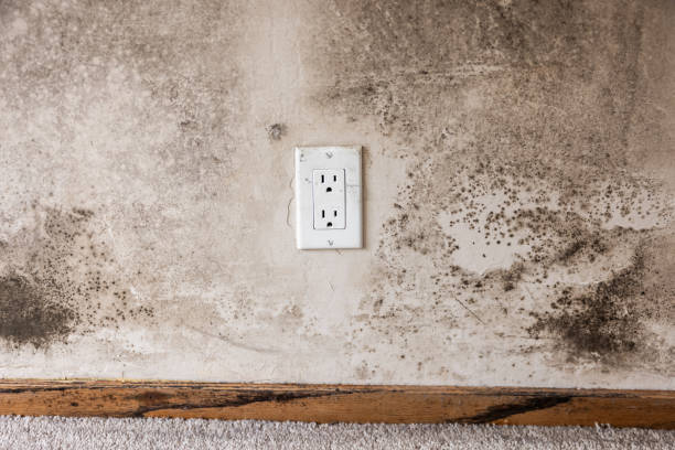 Best Black Mold Removal  in Buena, NJ