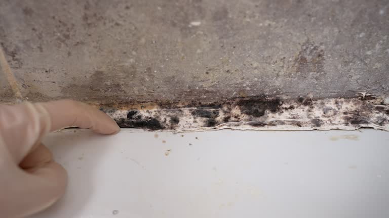 Best Post-Remediation Verification Testing  in Buena, NJ
