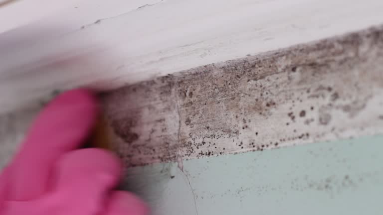 Best Mold Remediation for Vacation Homes  in Buena, NJ